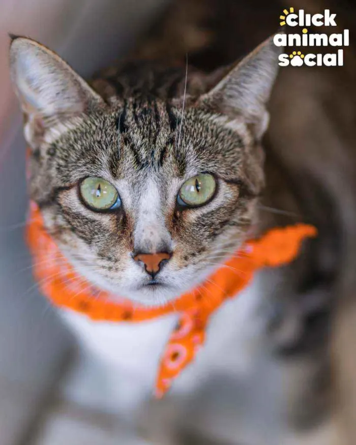Gato ra a SRD ( SEM RACA DEFINIDA) idade 1 ano nome Luna