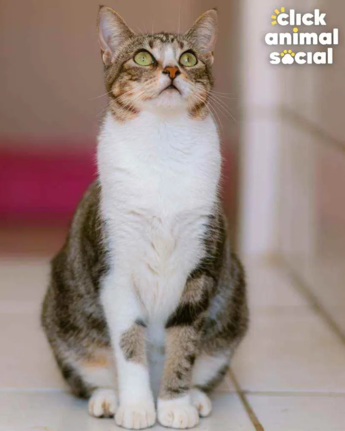 Gato ra a SRD ( SEM RACA DEFINIDA) idade 1 ano nome Luna