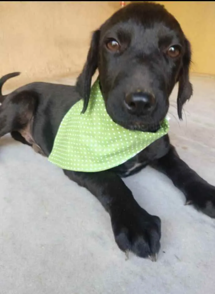 Cachorro ra a SRD idade 2 a 6 meses nome Zeus 
