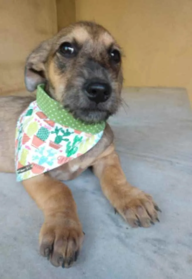 Cachorro ra a SRD idade 2 a 6 meses nome Apolo