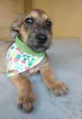 Apolo