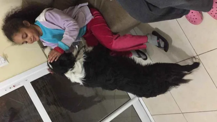 Cachorro ra a Border collie idade 2 anos nome Não tem 