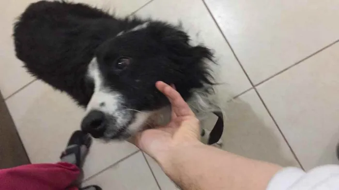 Cachorro ra a Border collie idade 2 anos nome Não tem 