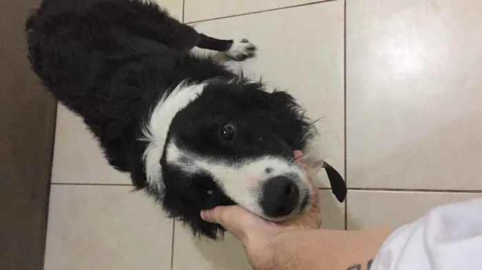 Cachorro ra a Border collie idade 2 anos nome Não tem 