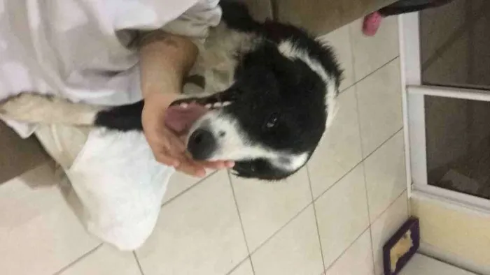 Cachorro ra a Border collie idade 2 anos nome Não tem 