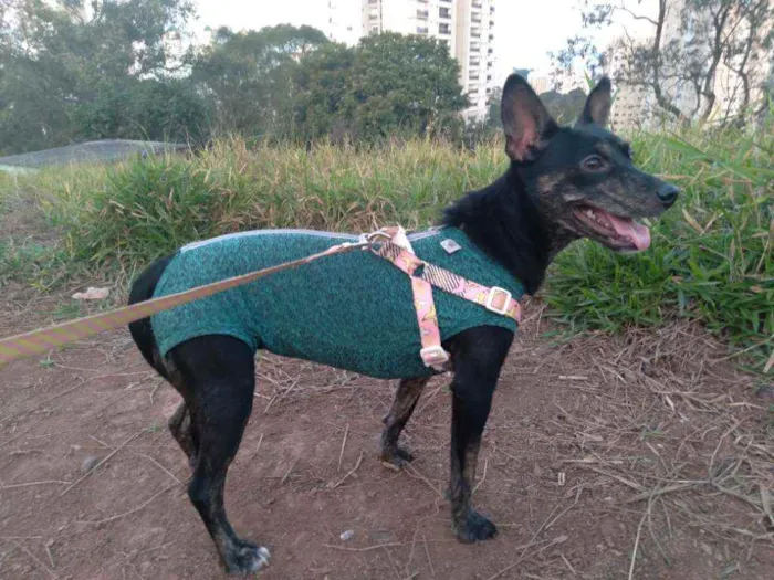 Cachorro ra a Sem definição  idade 2 anos nome Menina