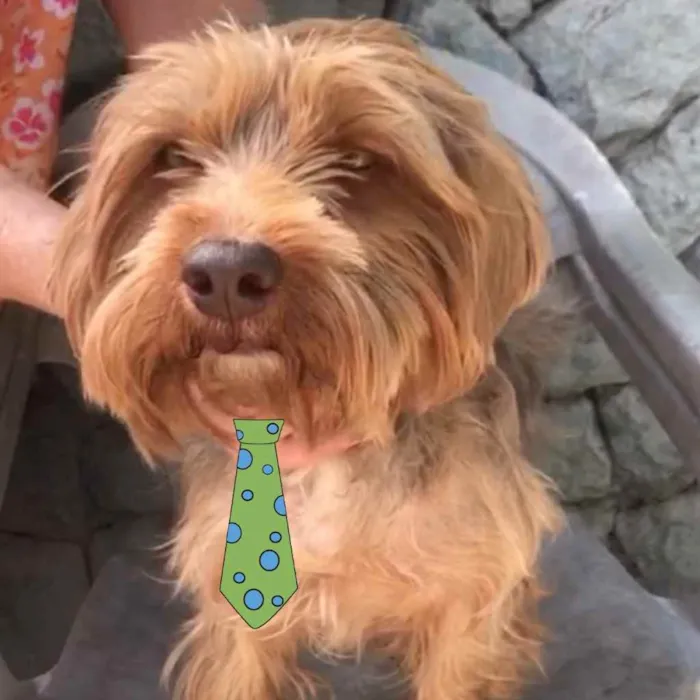 Cachorro ra a Mestiço  idade 7 a 11 meses nome Tody 