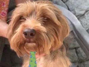 Cachorro raça Mestiço  idade 7 a 11 meses nome Tody 