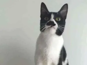 Gato raça Srd idade 1 ano nome Chayene