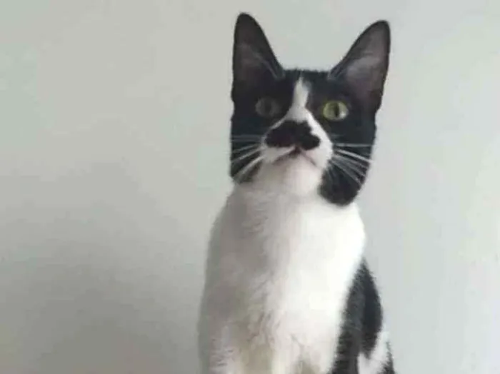 Gato ra a Srd idade 1 ano nome Chayene