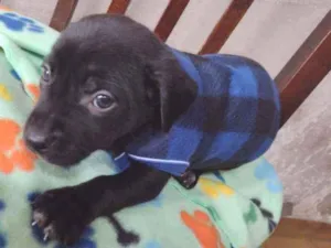 Cachorro raça Srd idade Abaixo de 2 meses nome Bernardo 