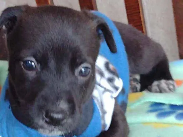 Cachorro raça Srd idade Abaixo de 2 meses nome Noah