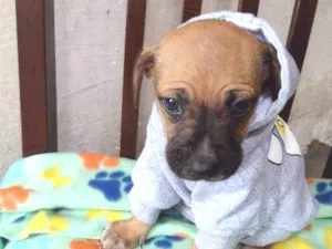 Cachorro raça Srd idade Abaixo de 2 meses nome Zhyan