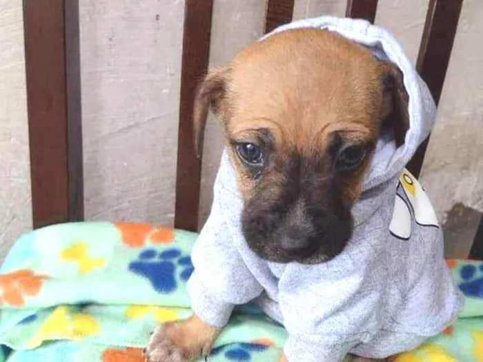 Cachorro raça Srd idade Abaixo de 2 meses nome Zhyan