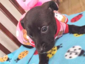 Cachorro raça Srd idade Abaixo de 2 meses nome Funny