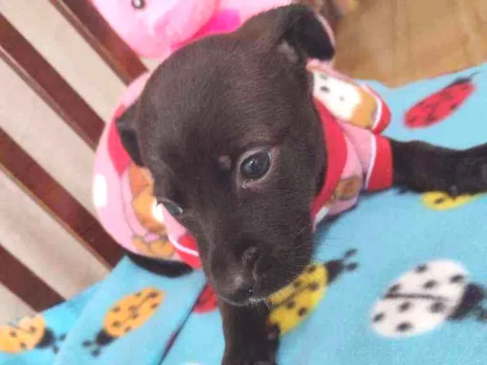 Cachorro raça Srd idade Abaixo de 2 meses nome Funny