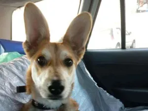 Cachorro raça Srd idade 7 a 11 meses nome Wolf