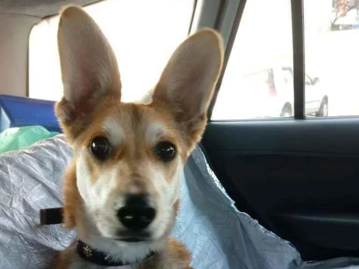 Cachorro raça Srd idade 7 a 11 meses nome Wolf