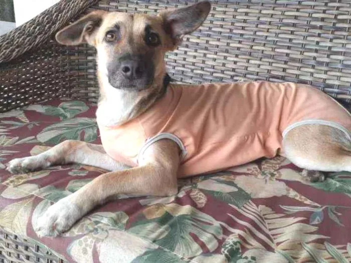 Cachorro raça Srd idade 7 a 11 meses nome Laika