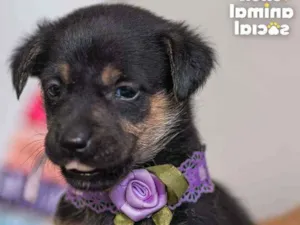 Cachorro raça SRD ( SEM RACA DEFINIDA) idade 2 a 6 meses nome JOANINHA