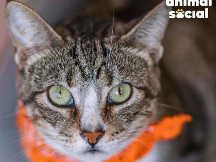 Gato ra a SRD ( SEM RACA DEFINIDA) idade 1 ano nome Luna