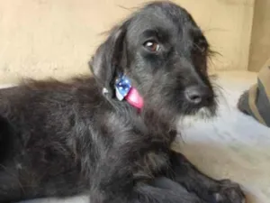 Cachorro raça SRD idade 2 a 6 meses nome Fênix 