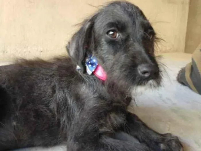 Cachorro ra a SRD idade 2 a 6 meses nome Fênix 