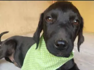Cachorro raça SRD idade 2 a 6 meses nome Zeus 