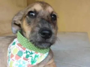 Cachorro raça SRD idade 2 a 6 meses nome Apolo