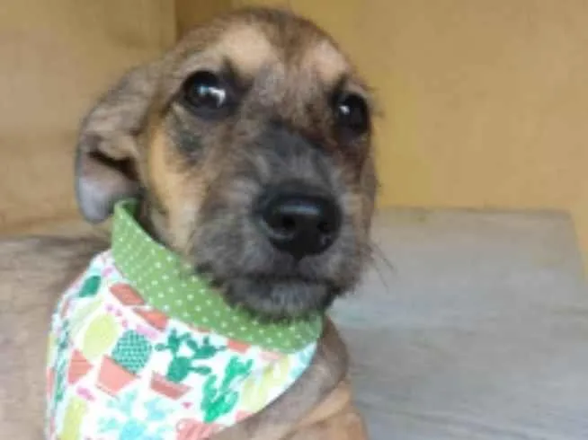 Cachorro ra a SRD idade 2 a 6 meses nome Apolo