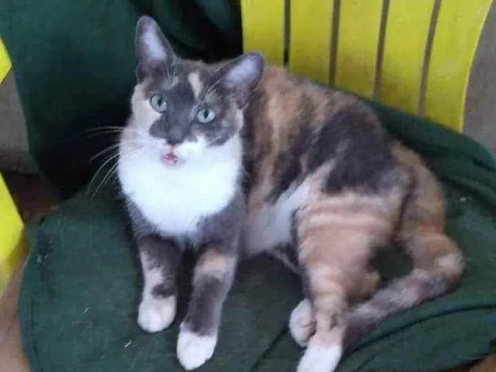 Gato raça SRD idade 7 a 11 meses nome Rosinha