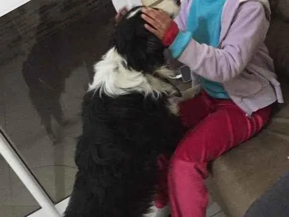 Cachorro ra a Border collie idade 2 anos nome Não tem 