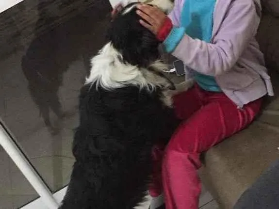 Cachorro ra a Border collie idade 2 anos nome Não tem 