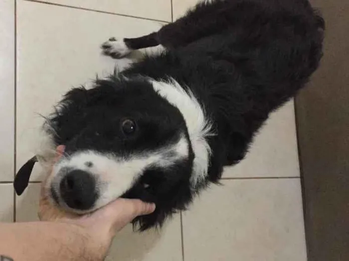 Cachorro ra a Border collie idade 2 anos nome Não tem 