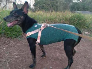 Cachorro raça Sem definição  idade 2 anos nome Menina