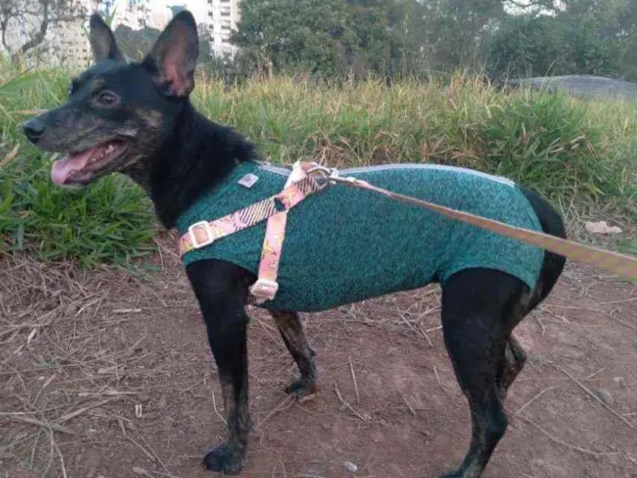 Cachorro ra a Sem definição  idade 2 anos nome Menina