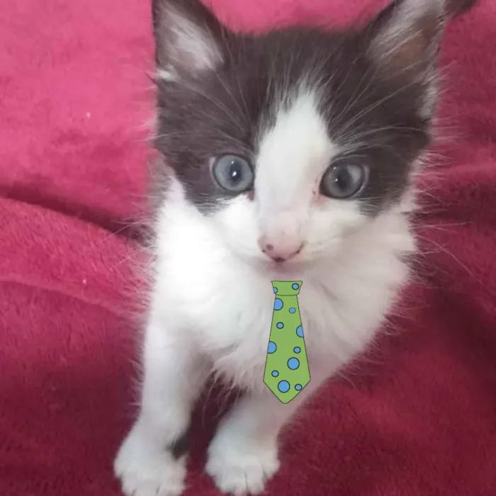 Gato ra a SRD  idade Abaixo de 2 meses nome Nick 