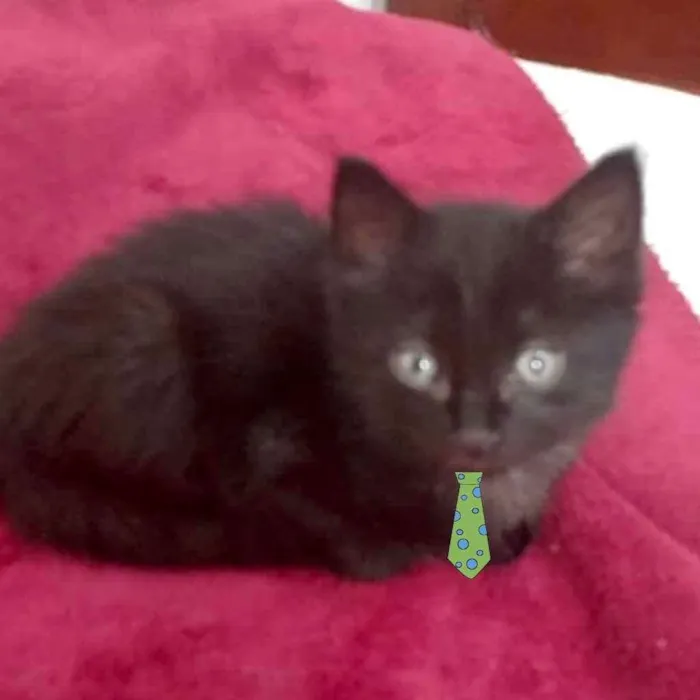 Gato ra a SRD idade Abaixo de 2 meses nome Theo 