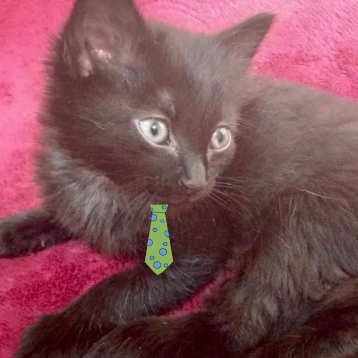 Gato ra a SRD idade Abaixo de 2 meses nome Theo 
