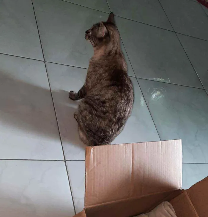 Gato ra a Misturado idade 2 anos nome Bela