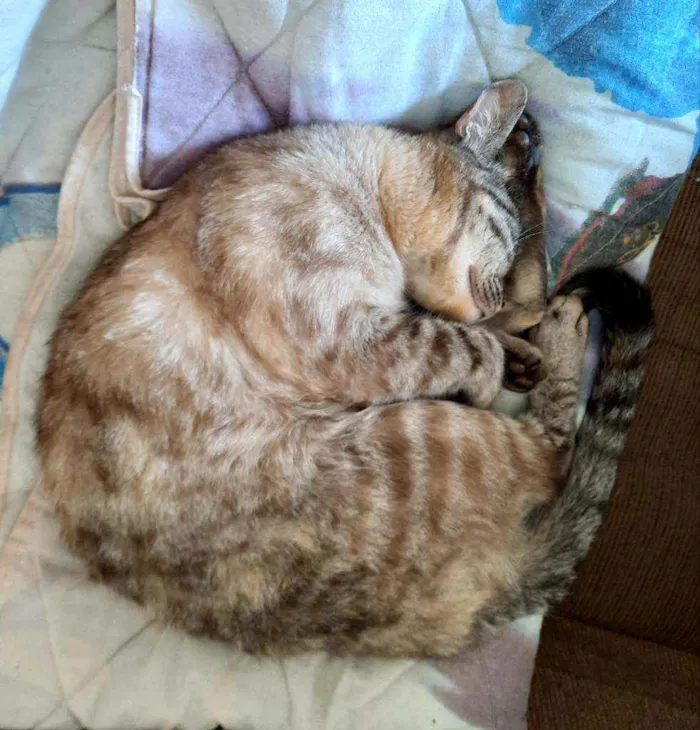 Gato ra a Misturado idade 2 anos nome Bela