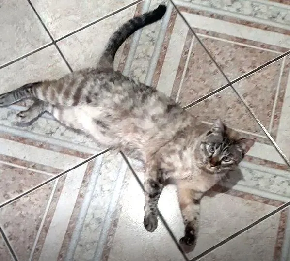 Gato ra a Misturado idade 2 anos nome Bela