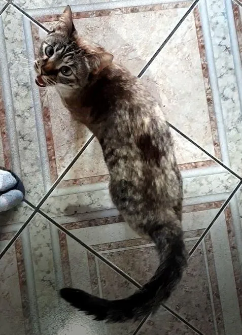 Gato ra a Misturado idade 2 anos nome Bela