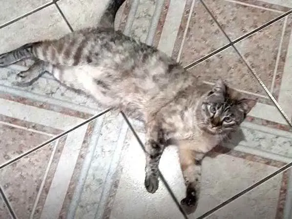 Gato ra a Misturado idade 2 anos nome Bela
