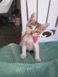 Amora