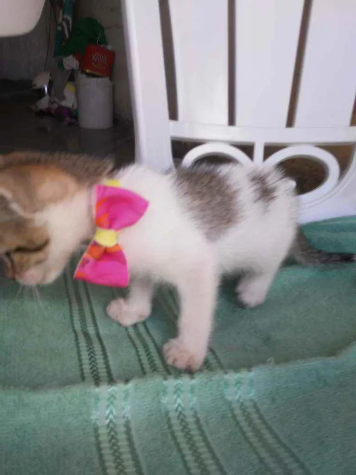 Gato ra a Comum idade 2 a 6 meses nome Amora