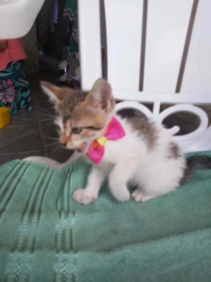 Gato ra a Comum idade 2 a 6 meses nome Amora