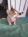 Amora