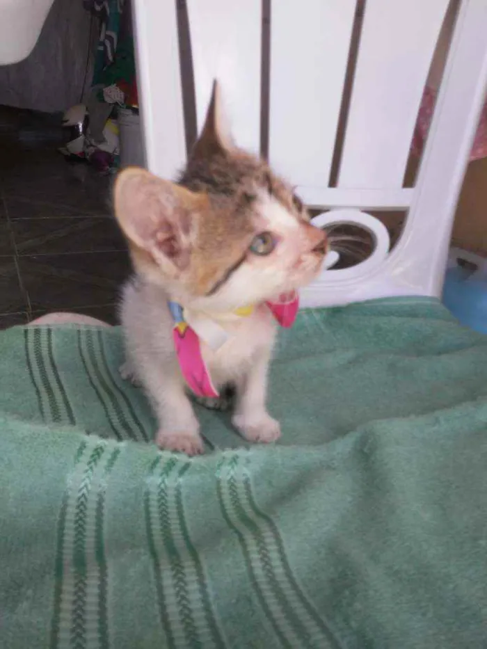 Gato ra a Comum idade 2 a 6 meses nome Amora
