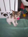 Amora